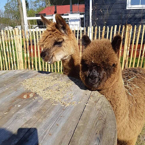 verzorgen alpaca heische tip Alpaca's verzorgen faciliteit - Heische Tip
