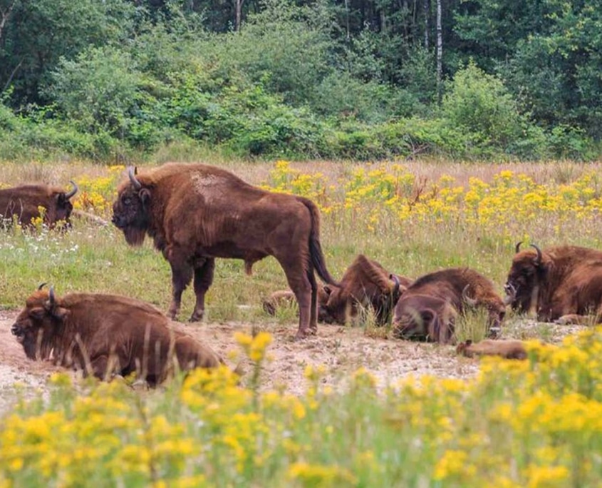 Natuur omgeving Maashorst - Heische Tip